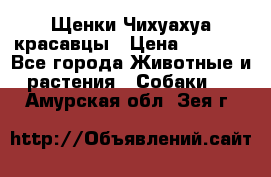 Щенки Чихуахуа красавцы › Цена ­ 9 000 - Все города Животные и растения » Собаки   . Амурская обл.,Зея г.